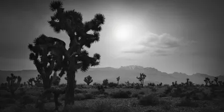 A Joshua tree stands in a desert landscape under a cloudy sky, with mountains in the background.